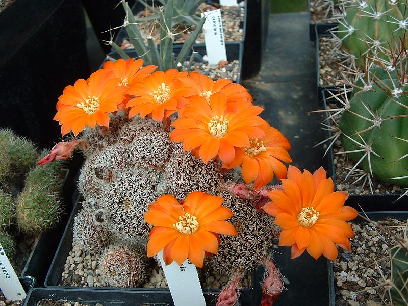 Mediolobivia aureiflora_2.JPG